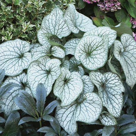 Alexanders Great Brunnera - Nature Hills Nursery - #1 Container - 