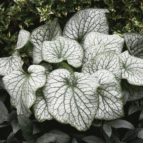 Alexanders Great Brunnera - Nature Hills Nursery - #1 Container - 