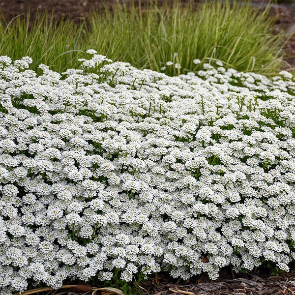 Alexander's White Candytuft - Nature Hills Nursery - #1 Container - 
