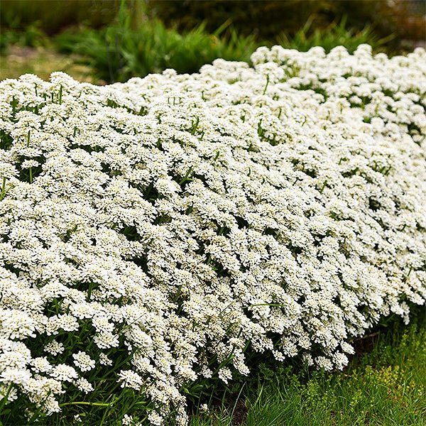 Alexander's White Candytuft - Nature Hills Nursery - #1 Container - 