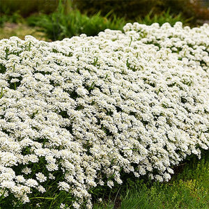 Alexander's White Candytuft - Nature Hills Nursery - #1 Container - 