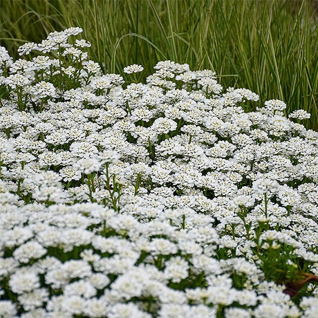 Close-up of white iberis flowers on Alexander's White Candytuft blooming in early spring.