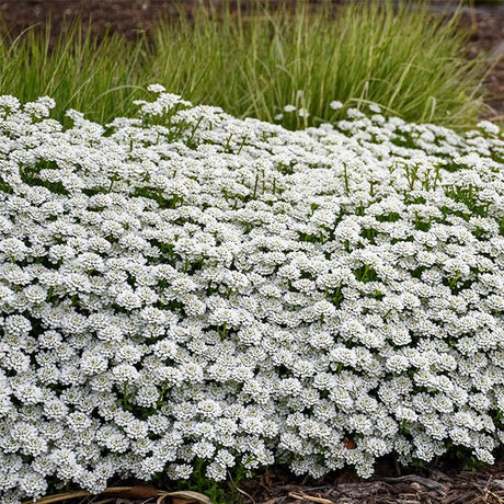 Alexander's White Candytuft (Iberis sempervirens 'Alexanders White'), a perennial featuring white flowers and perennial.