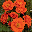 All A'Twitter&trade; Miniature Rose Tree Form - Nature Hills Nursery - #3 Container Tree Form - 