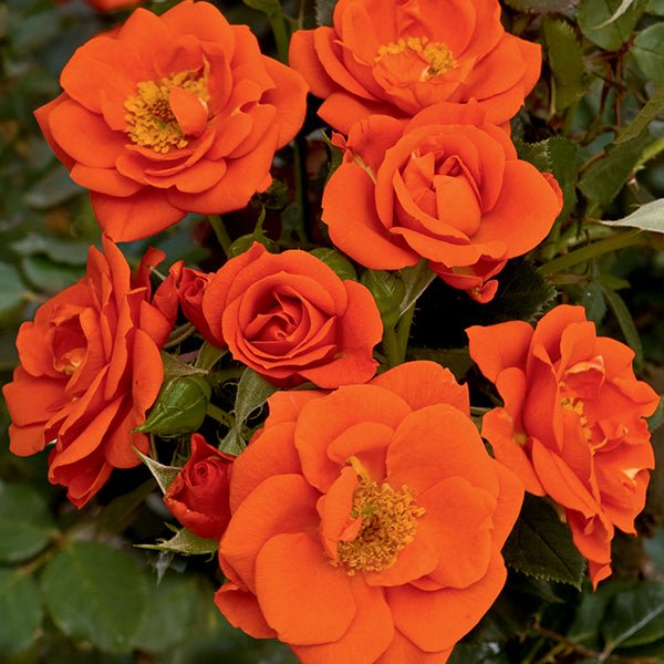 All A'Twitter&trade; Miniature Rose Tree Form - Nature Hills Nursery - #3 Container Tree Form - 