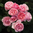All Dressed Up&trade; Grandiflora Rose - Nature Hills Nursery - #3 Container - 