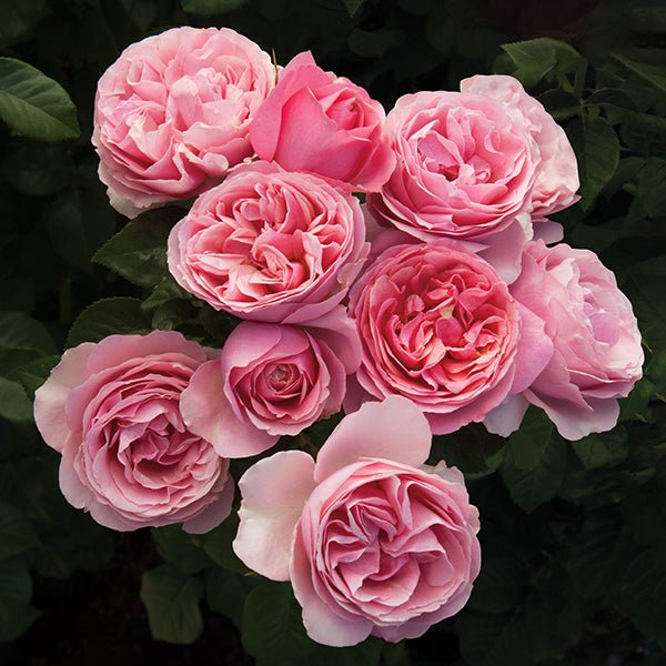 All Dressed Up&trade; Grandiflora Rose - Nature Hills Nursery - #3 Container - 