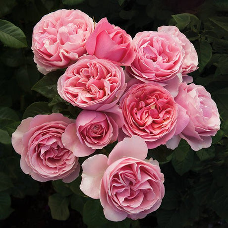 All Dressed Up&trade; Grandiflora Rose - Nature Hills Nursery - #3 Container - 