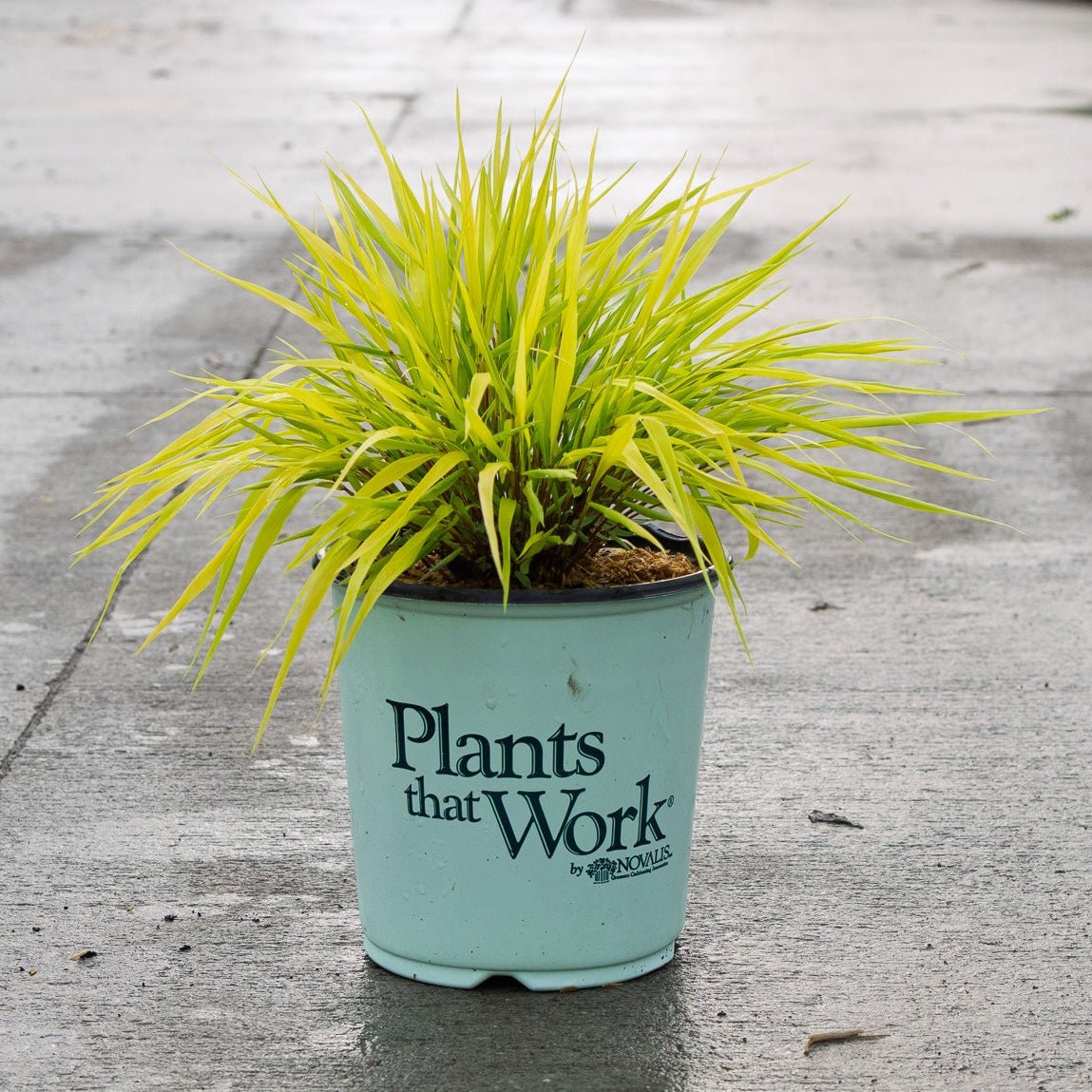 Lemon Zest™ Japanese Forest Grass | Buy at NatureHills.com