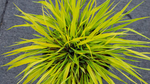 All Gold Japanese Forest Grass