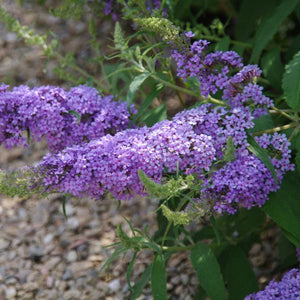 All the Blues Butterfly Bush - Nature Hills Nursery - Quart Container - 