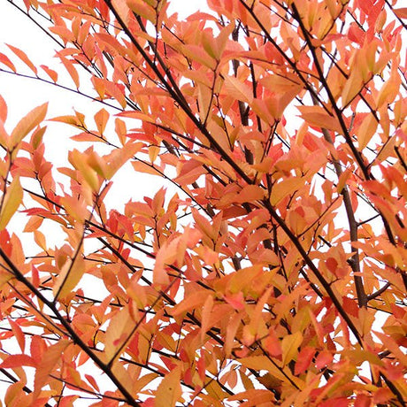 All&eacute;e&reg; Elm