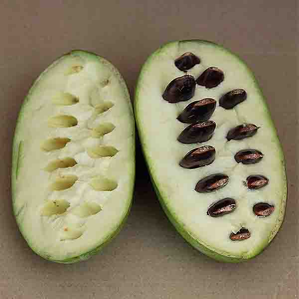 Allegheny&reg; Pawpaw Tree - Nature Hills Nursery - #1 Container - 