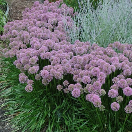 Perennial foliage of Millenium Allium (Allium senescens 'Millenium') in a garden setting.