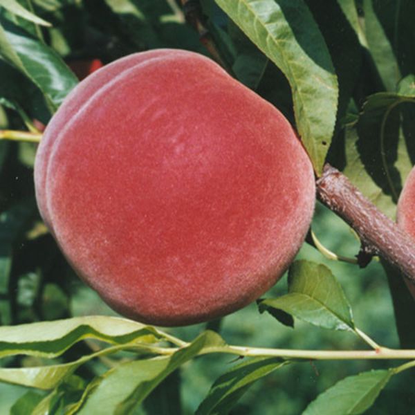 Allstar Peach Tree Fruit