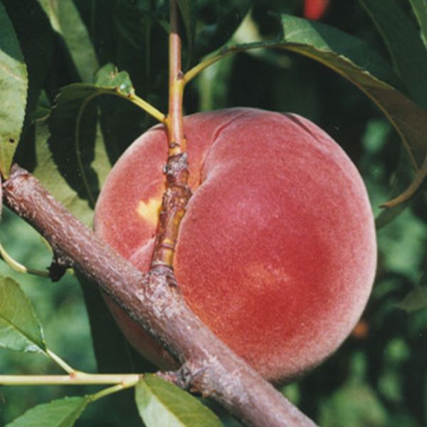 Allstar Peach Tree Fruit on Tree