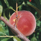 Allstar Peach Tree Fruit on Tree