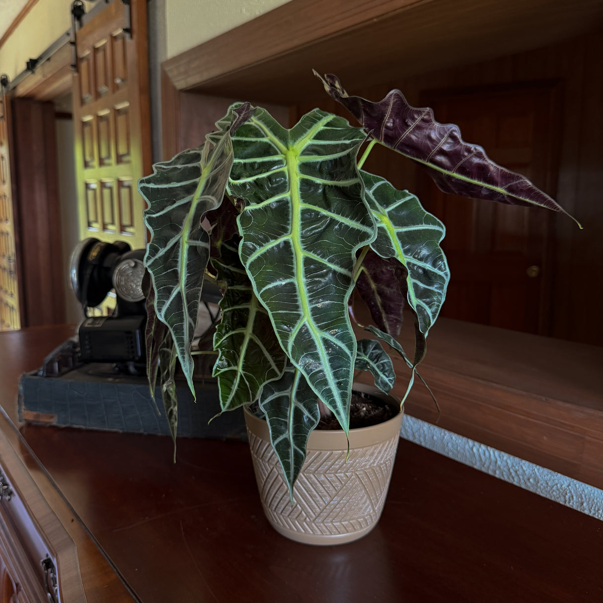 Alocasia Amazonica 'Polly' Elephant Ear in a 6 inch pot, view 2