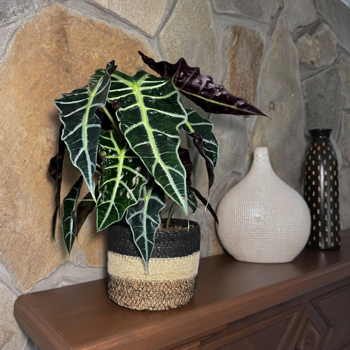 Alocasia Amazonica 'Polly' Elephant Ear in a 6 inch pot