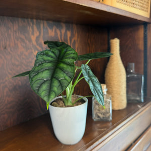 Alocasia Baginda 'Dragon Scale' Elephant Ear in a 4 inch pot