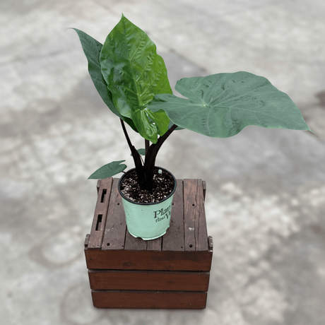 Alocasia Dark Star Elephant Ear (Alocasia 'Dark Star'), a perennial featuring erect form.