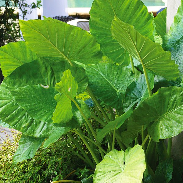 Alocasia Elephant Ears - Nature Hills Nursery - Single Pack - 