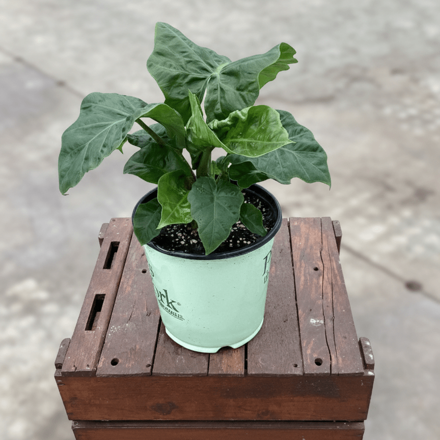 Alocasia Low Rider Elephant Ear (Alocasia 'Low Rider'), a perennial featuring erect form.
