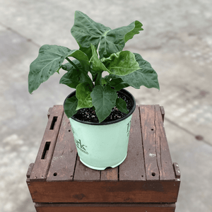 Alocasia Low Rider Elephant Ear (Alocasia 'Low Rider'), a perennial featuring erect form.