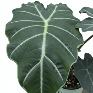 Detail view of Alocasia Mayan Mask Elephant Ear (Alocasia 'Mayan Mask') showing plant structure and foliage.