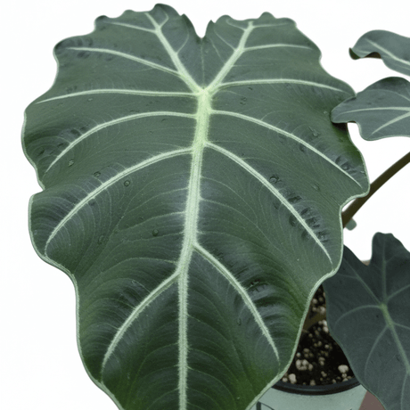 Detail view of Alocasia Mayan Mask Elephant Ear (Alocasia 'Mayan Mask') showing plant structure and foliage.