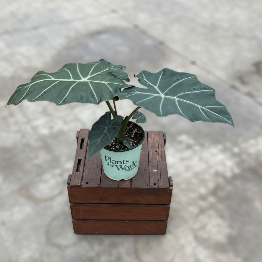 Alocasia Mayan Mask Elephant Ear (Alocasia 'Mayan Mask'), a perennial featuring erect form.