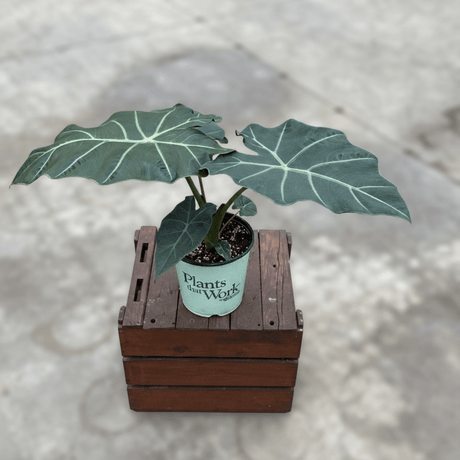 Alocasia Mayan Mask Elephant Ear (Alocasia 'Mayan Mask'), a perennial featuring erect form.