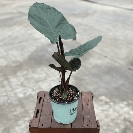 Alocasia Metalhead Elephant Ear (Alocasia 'Metalhead'), a perennial featuring erect form.
