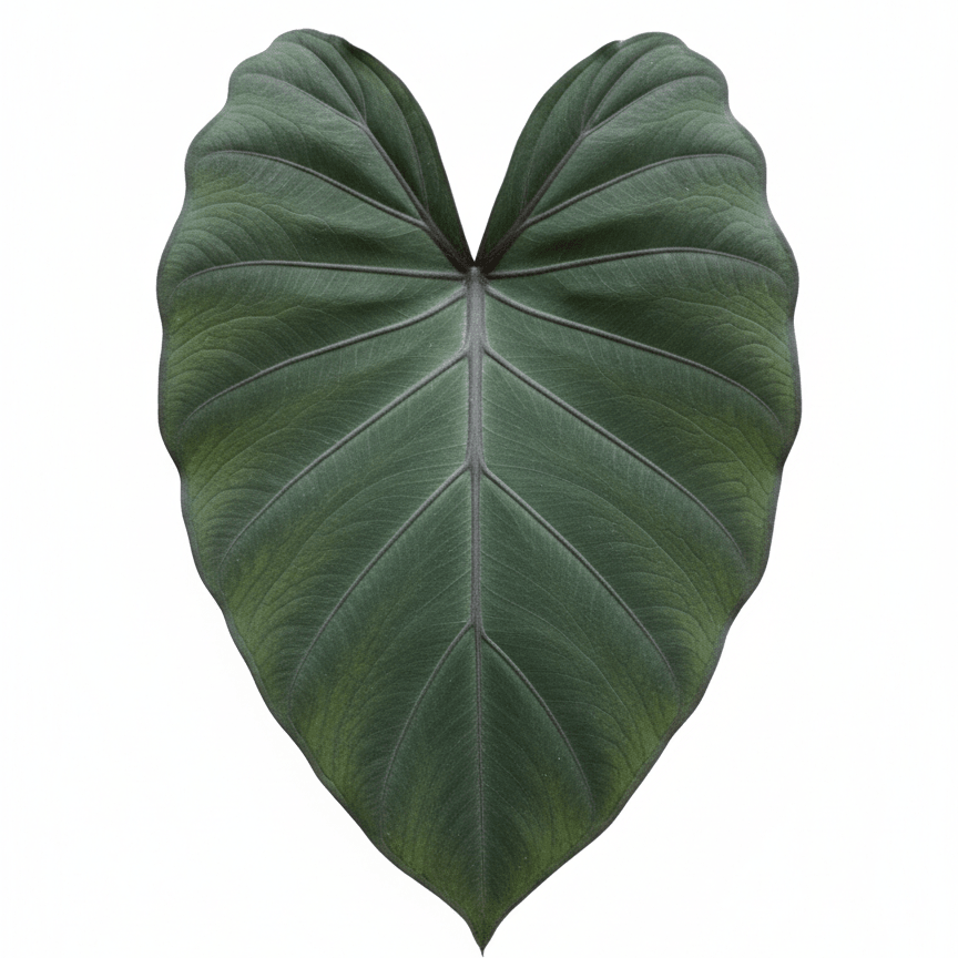 Detail view of Alocasia Metalhead Elephant Ear (Alocasia 'Metalhead') showing plant structure and foliage.