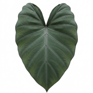 Detail view of Alocasia Metalhead Elephant Ear (Alocasia 'Metalhead') showing plant structure and foliage.