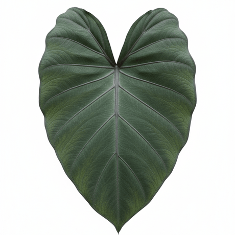 Detail view of Alocasia Metalhead Elephant Ear (Alocasia 'Metalhead') showing plant structure and foliage.