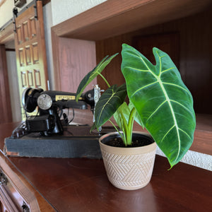 Alocasia Micholitziana 'Frydek' Elephant Ear in a 6 inch pot, view 2