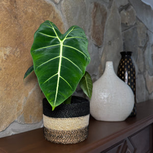 Alocasia Micholitziana 'Frydek' Elephant Ear in a 6 inch pot