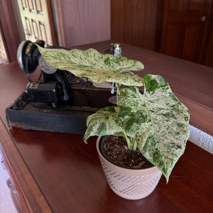 Alocasia Odora 'Batik Blizzard' Elephant Ear in a 6 inch pot, view 2
