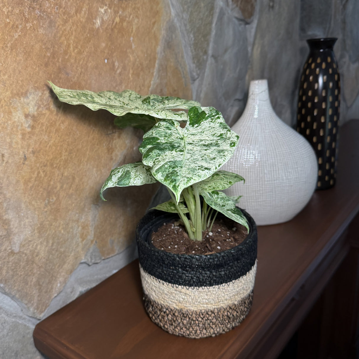 Alocasia Odora 'Batik Blizzard' Elephant Ear in a 6 inch pot