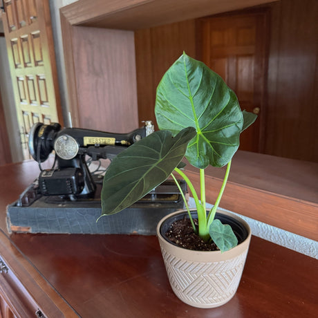 Alocasia Regal Shields Elephant Ear in a 6 inch pot, view 2