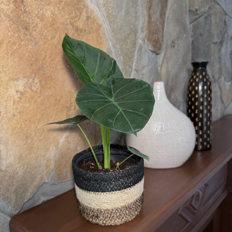 Alocasia Regal Shields Elephant Ear in a 6 inch pot