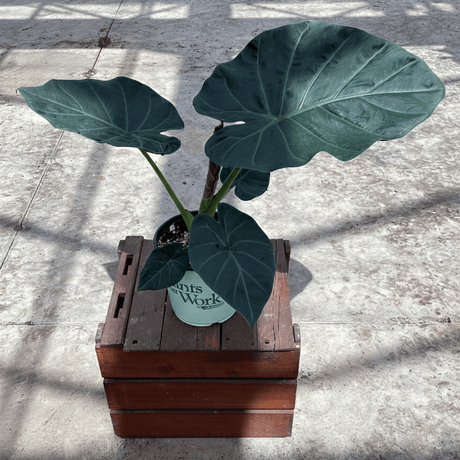 Alocasia Regal Shields Elephant Ear (Alocasia 'Regal Shields'), a perennial featuring erect form.