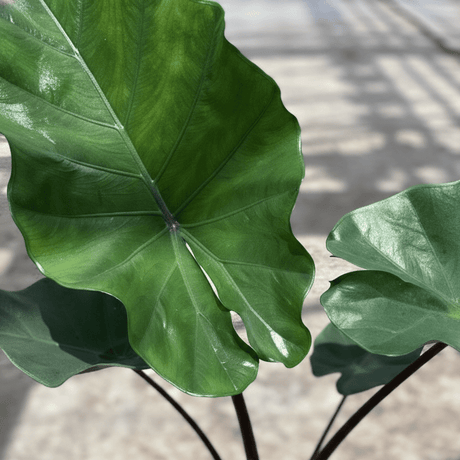 Detail view of Alocasia Sumo Elephant Ear (Alocasia 'Sumo') showing plant structure and foliage.