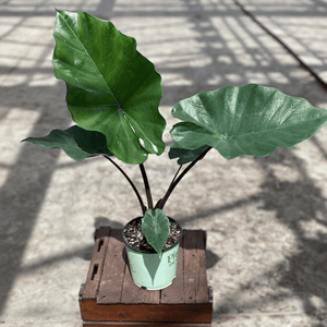 Alocasia Sumo Elephant Ear (Alocasia 'Sumo'), a perennial featuring erect form.