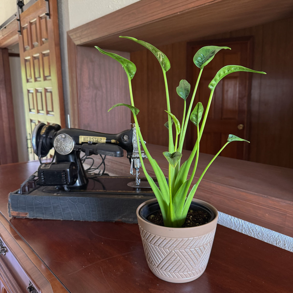Alocasia 'Tiny Dancers' Elephant Ear in a 6 inch pot, view 2