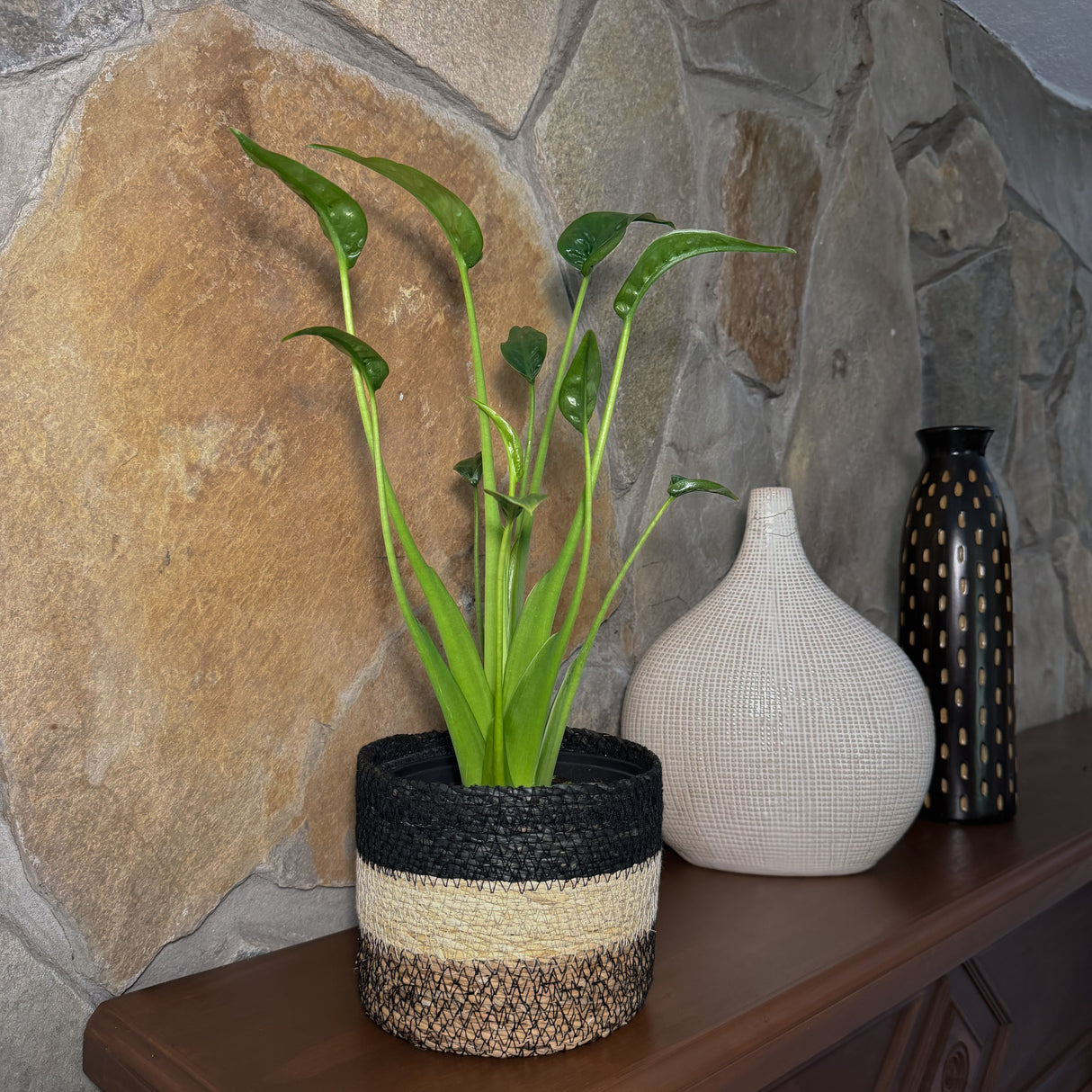 Alocasia 'Tiny Dancers' Elephant Ear in a 6 inch pot