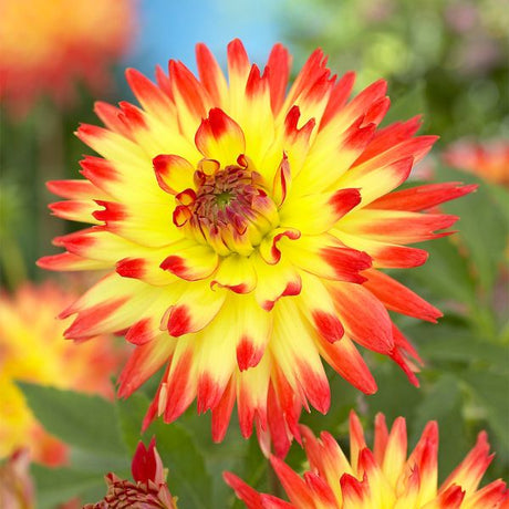 Aloha Dahlia - Perennial - Nature Hills Nursery - 