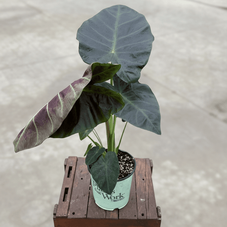 Aloha Elephant Ear (Colocasia esculenta 'Aloha'), a perennial featuring perennial and clumping, horizontal form.