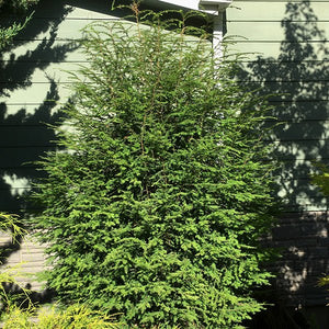 Alpha Upright Canadian Hemlock - Nature Hills Nursery - #2 Container - 